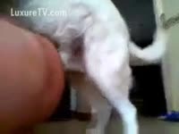 Amateur gay having anal sex with his own pet